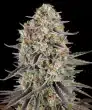 Sour Strawberry Feminized Cannabis Seeds by Barneys Farm