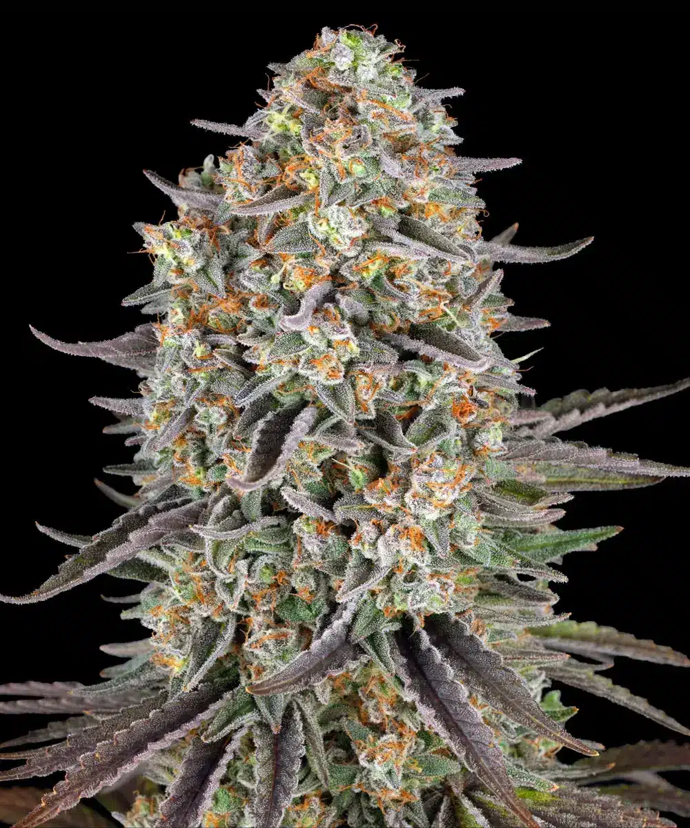 Sour Strawberry Feminized Cannabis Seeds by Barneys Farm Sour Strawberry Feminized Cannabis Seeds by Barneys Farm