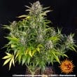 Strawberry Cheesecake Auto Cannabis Seeds by Barneys Farm