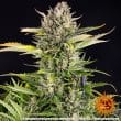 Strawberry Cheesecake Auto Cannabis Seeds by Barneys Farm