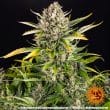 Strawberry Cheesecake Auto Cannabis Seeds by Barneys Farm