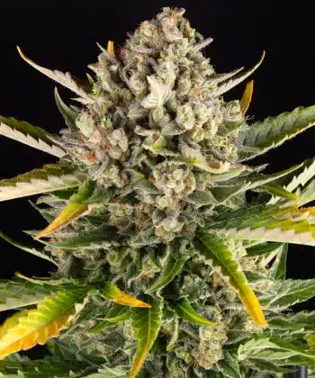 Strawberry Cheesecake Auto Cannabis Seeds by Barneys Farm