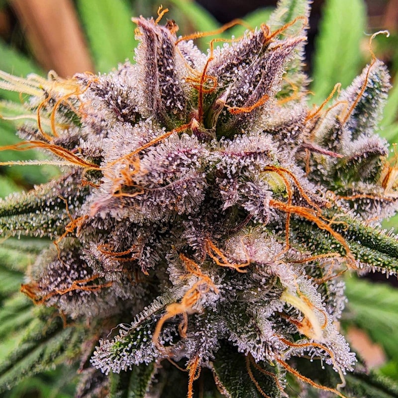 Strawberry Cough Feminized by Dutch Passion Seeds Strawberry Cough Feminized by Dutch Passion Seeds