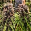 strawberry-cough-4