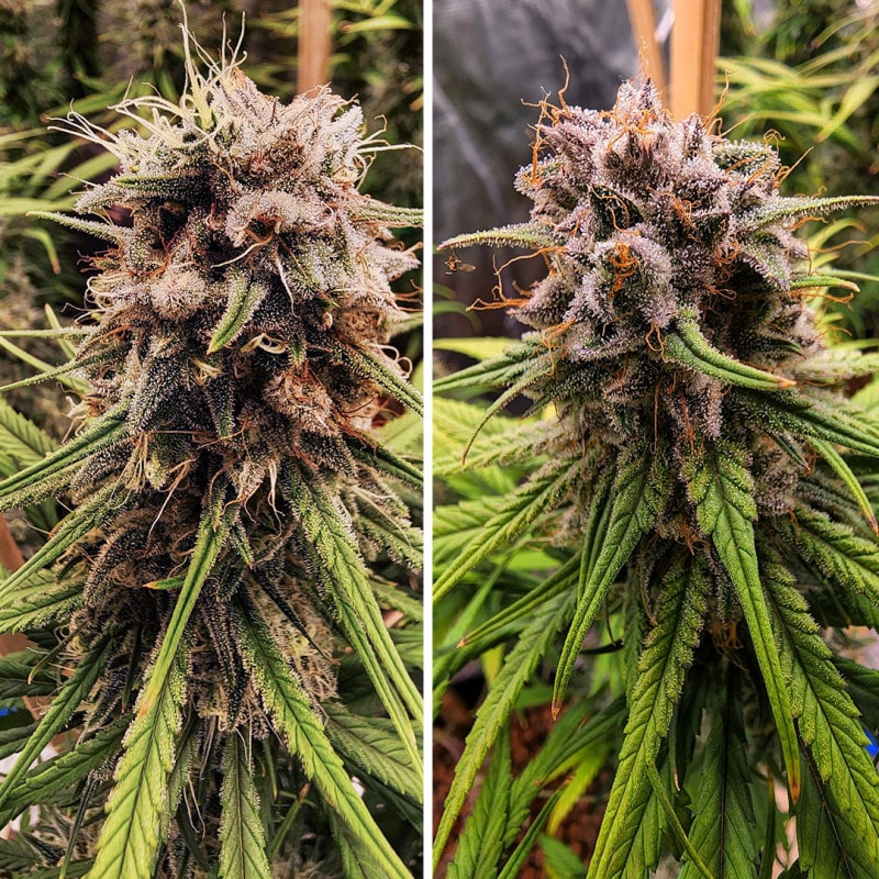 Strawberry Cough Feminized by Dutch Passion Seeds Strawberry Cough Feminized by Dutch Passion Seeds