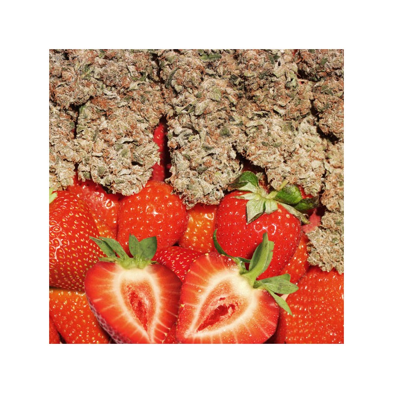 Strawberry Cough Feminized by Dutch Passion Seeds Strawberry Cough Feminized by Dutch Passion Seeds