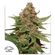 Strawberry Cough Feminized by Dutch Passion Seeds
