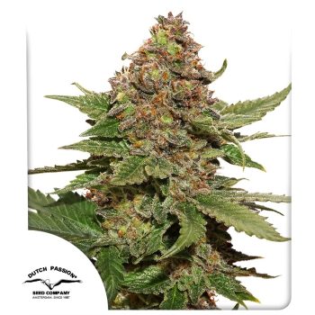 Strawberry Cough Feminized by Dutch Passion Seeds