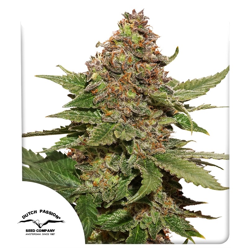 strawberry-cough-4