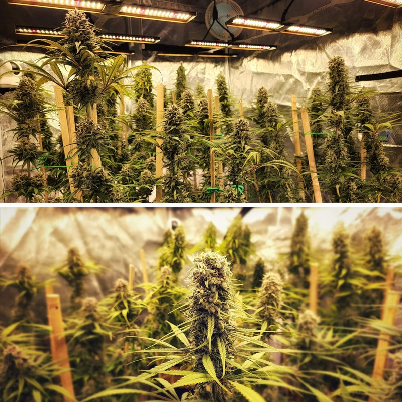 Strawberry Cough Feminized by Dutch Passion Seeds Strawberry Cough Feminized by Dutch Passion Seeds
