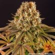 Strawberry Lemonade Feminized Cannabis Seeds by Barneys Farm