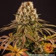 Strawberry Lemonade Feminized Cannabis Seeds by Barneys Farm