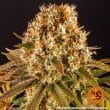 Strawberry Lemonade Feminized Cannabis Seeds by Barneys Farm
