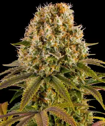 Strawberry Lemonade Feminized Cannabis Seeds by Barneys Farm