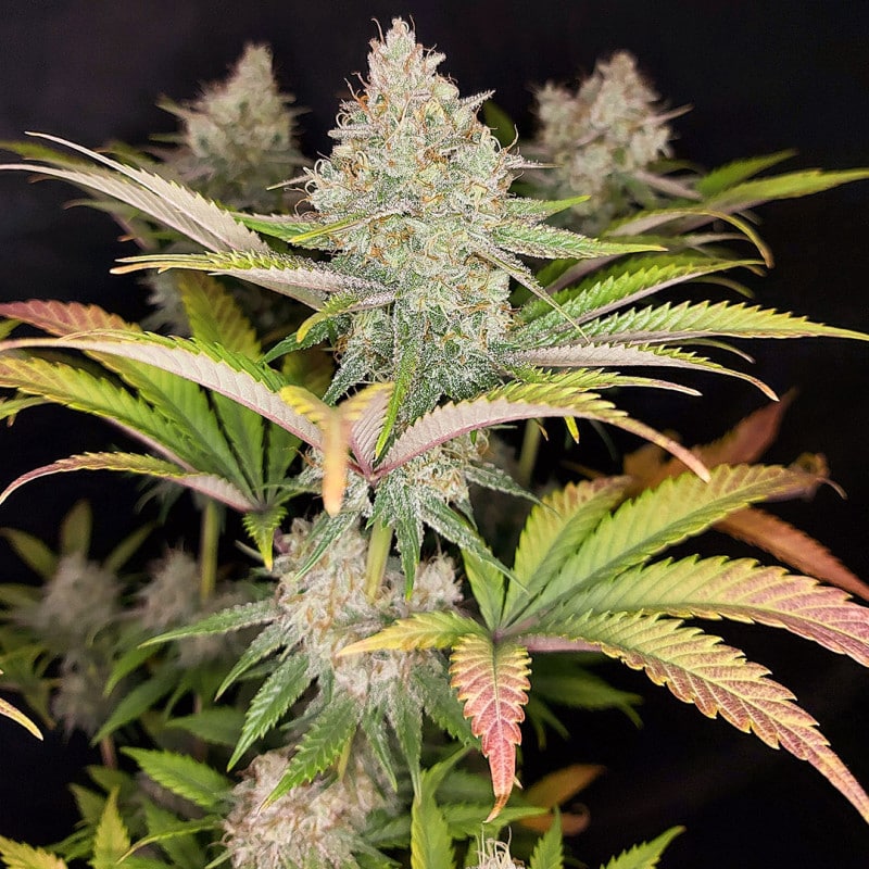 Sugar Bomb Punch Feminized by Dutch Passion Seeds Sugar Bomb Punch Feminized by Dutch Passion Seeds