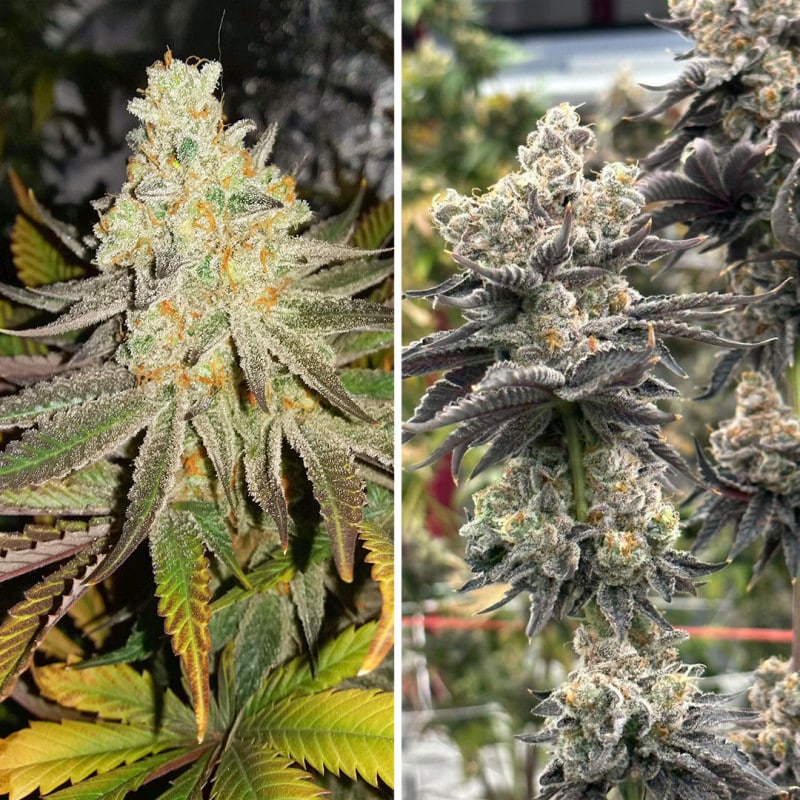 Sugar Bomb Punch Feminized by Dutch Passion Seeds Sugar Bomb Punch Feminized by Dutch Passion Seeds