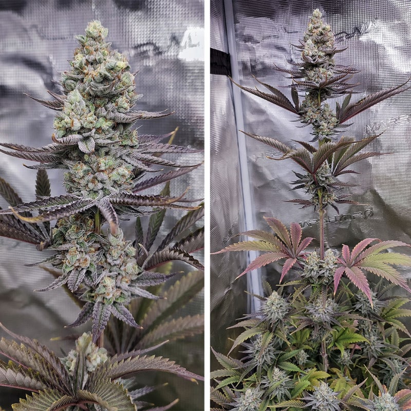 Sugar Bomb Punch Feminized by Dutch Passion Seeds Sugar Bomb Punch Feminized by Dutch Passion Seeds