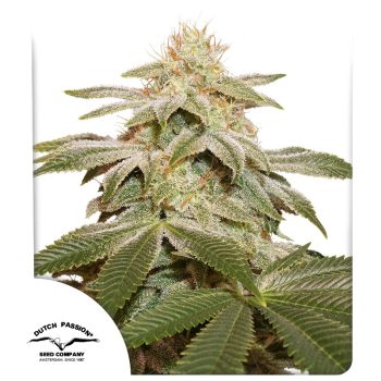 Sugar Bomb Punch Feminized by Dutch Passion Seeds