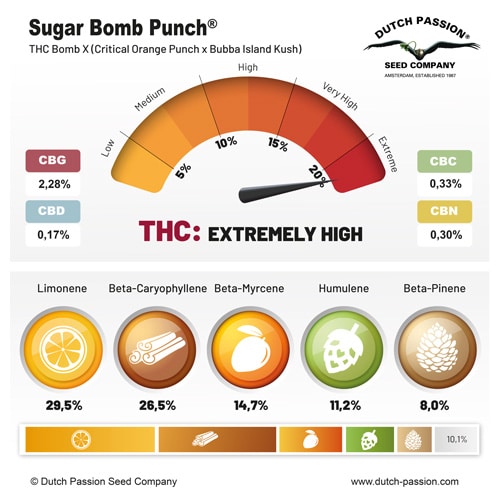 Sugar Bomb Punch terpene and cannabinoid profile Sugar Bomb Punch terpene and cannabinoid profile