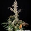 Super Boof Feminized Cannabis Seeds by Barneys Farm