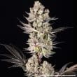 Super Boof Feminized Cannabis Seeds by Barneys Farm