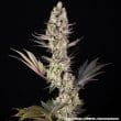 Super Boof Feminized Cannabis Seeds by Barneys Farm