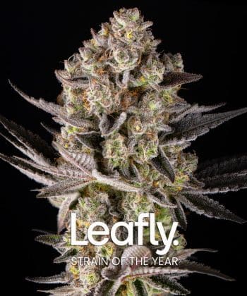 Super Boof Feminized Cannabis Seeds by Barneys Farm