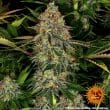 Tangerine Dream Auto Cannabis Seeds by Barneys Farm