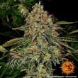 Tangerine Dream Auto Cannabis Seeds by Barneys Farm