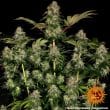 Tangerine Dream Auto Cannabis Seeds by Barneys Farm