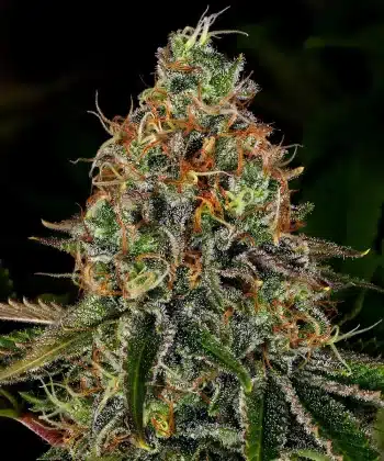 Tangerine Dream Auto Cannabis Seeds by Barneys Farm