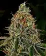 Tangerine Dream Auto Cannabis Seeds by Barneys Farm