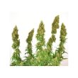 thc-victory-4