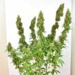 thc-victory-4