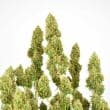 thc-victory-4