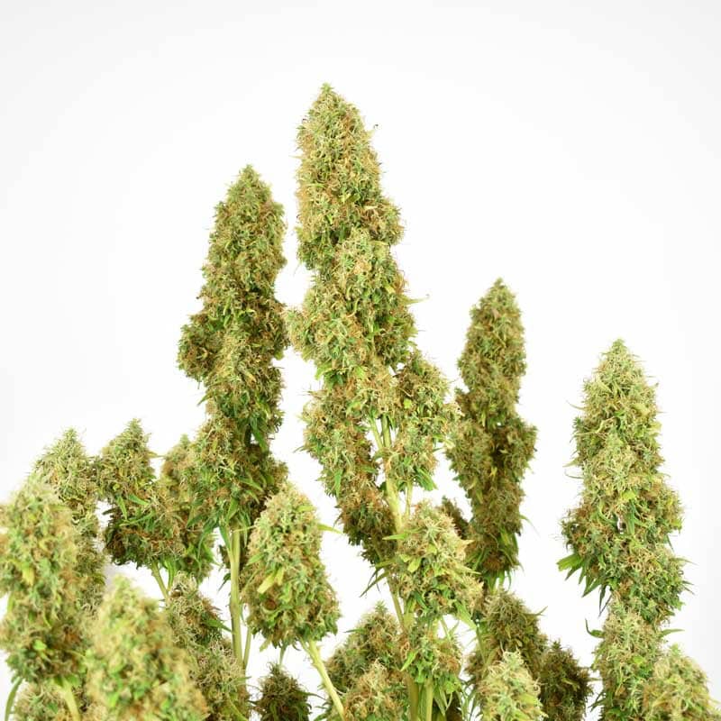 THC Victory Feminized by Dutch Passion Seeds THC Victory Feminized by Dutch Passion Seeds