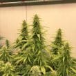 thc-victory-4