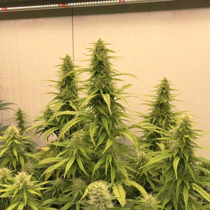 THC Victory Feminized by Dutch Passion Seeds THC Victory Feminized by Dutch Passion Seeds