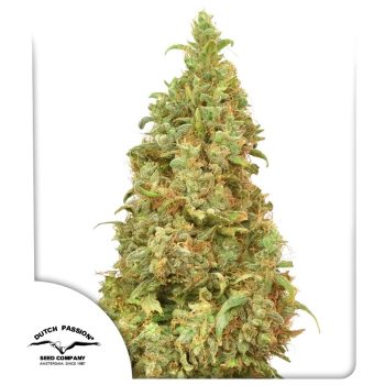 THC Victory Feminized by Dutch Passion Seeds
