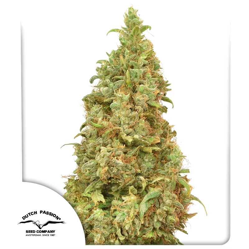 thc-victory-4