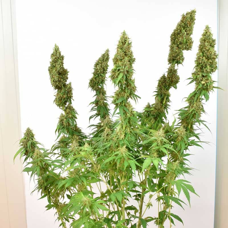 THC Victory Feminized by Dutch Passion Seeds THC Victory Feminized by Dutch Passion Seeds