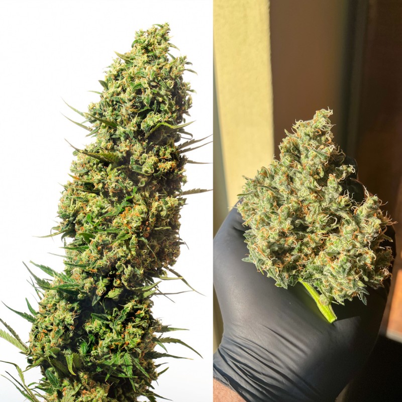The Ultimate Feminized by Dutch Passion Seeds The Ultimate Feminized by Dutch Passion Seeds