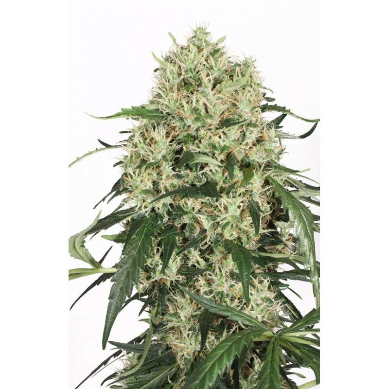 The Ultimate Feminized by Dutch Passion Seeds The Ultimate Feminized by Dutch Passion Seeds