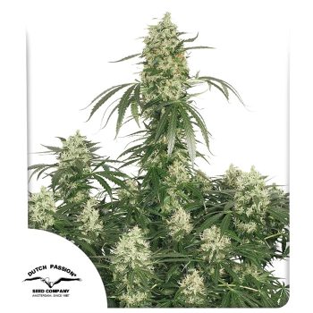 The Ultimate Feminized by Dutch Passion Seeds