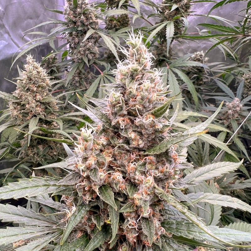 The Ultimate Feminized by Dutch Passion Seeds The Ultimate Feminized by Dutch Passion Seeds