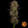 Thin Mint x Sour Pinot Auto Cannabis Seeds by Barneys Farm