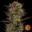 Thin Mint x Sour Pinot Auto Cannabis Seeds by Barneys Farm