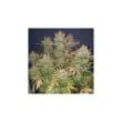 Think Big Auto Cannabis Seeds by Dutch Passion Seeds