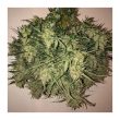 Think Big Auto Cannabis Seeds by Dutch Passion Seeds