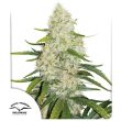 Think Big Auto Cannabis Seeds by Dutch Passion Seeds